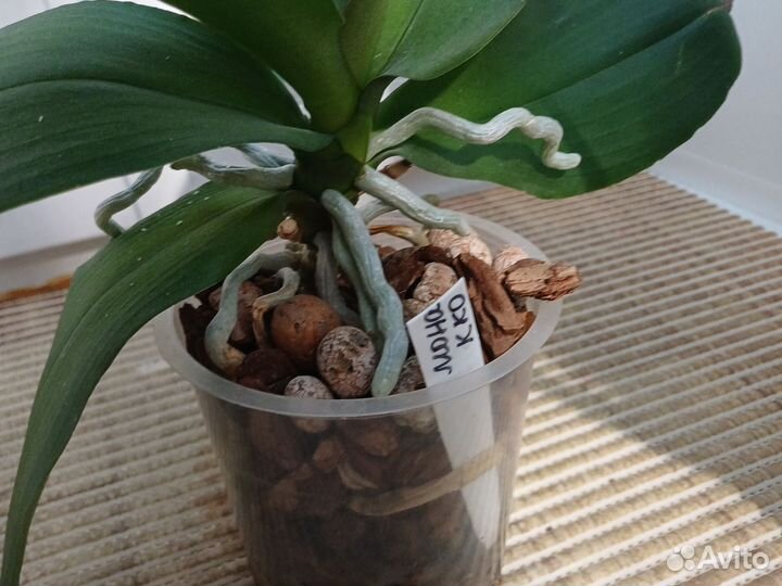 Орхидея фаленопсис