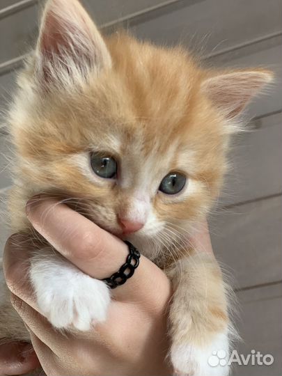 Рыжие котята в дар