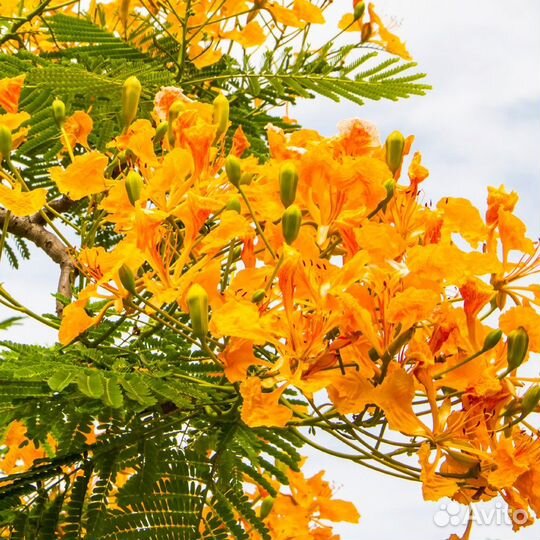 Делоникс королевский красный и желтый, семена