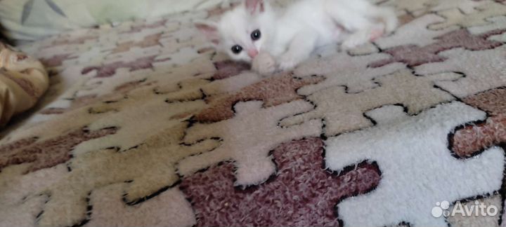 Котёнок белоснежный мальчик