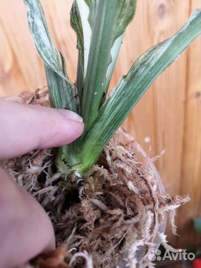 Спатифиллум