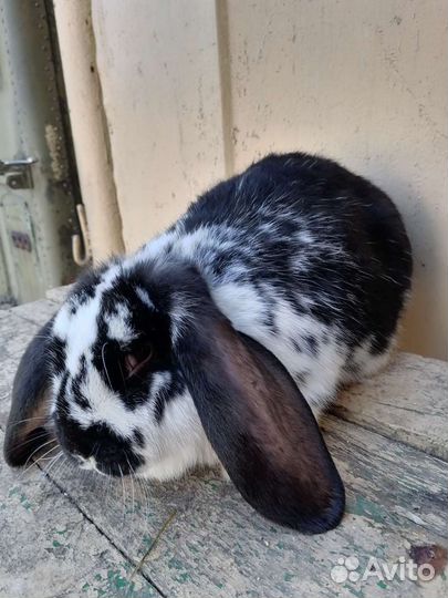 Кролик французский баран