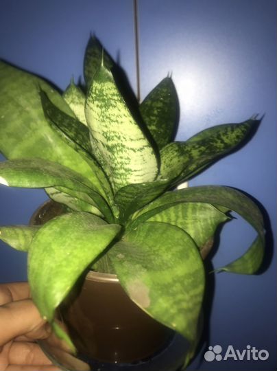 Сансевиерия ханни