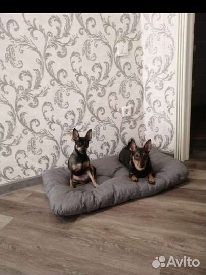 Лежанки собак, для крупных пород собак