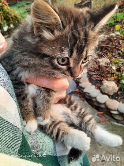 Котята в добрые руки бесплатно