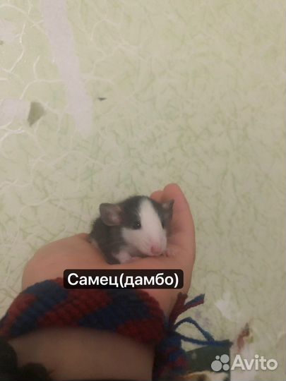 Крысята Дамбо