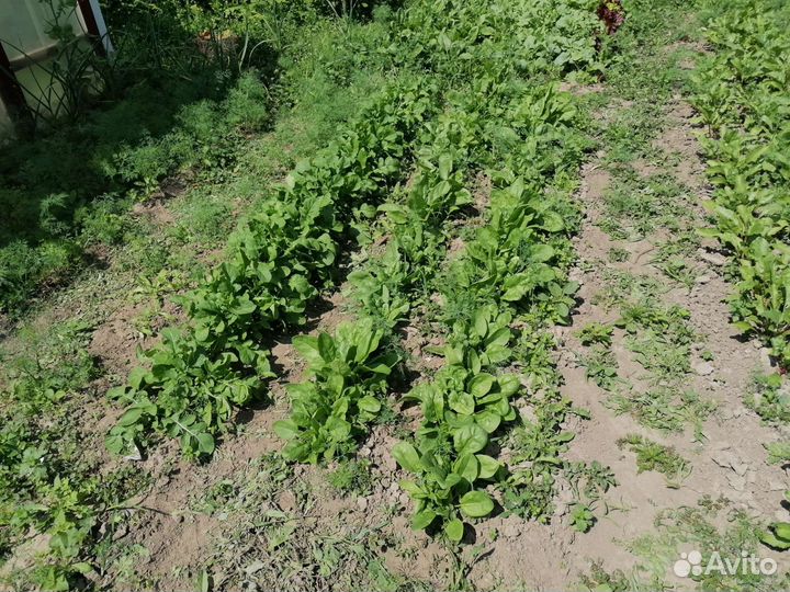 Свежая зелень, овощи,ягоды