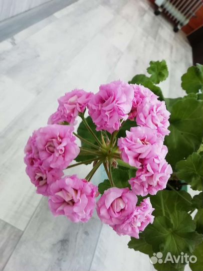 Пеларгония герань сортовая