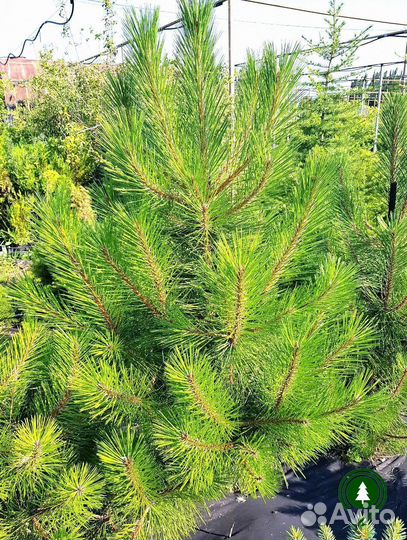 Сосна крупномер с доставкой
