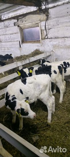 Телочки и бычки