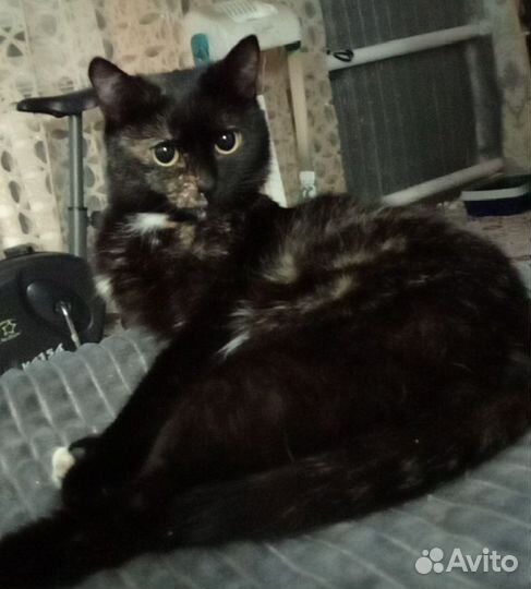 Услуга зоогостиницы для животных