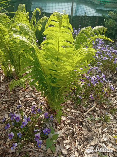 Папоротник садовый