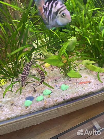 Боция мраморная