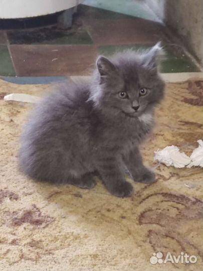 Котята в добрые руки бесплатно коты