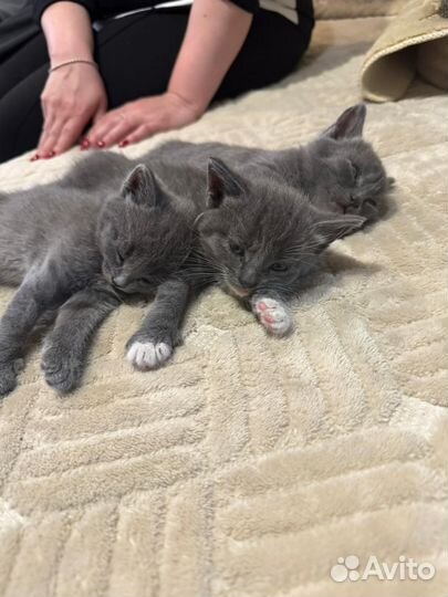 Кошка в дар