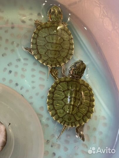 Красноухая черепаха маленькая