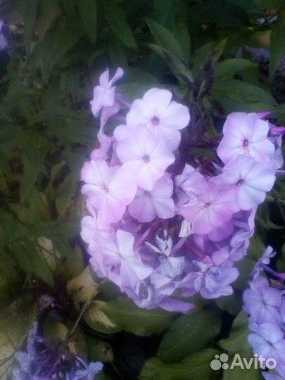 Продажа флоксов