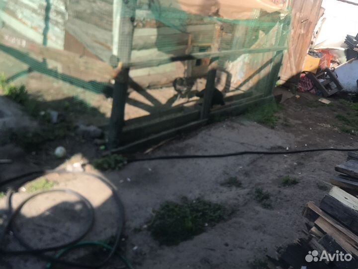 Петухи австролорп