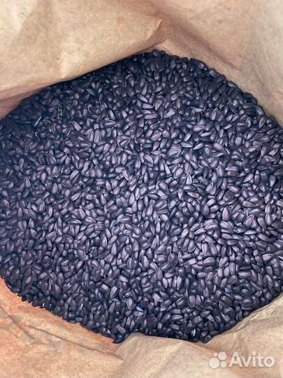 Семена подсолнечника Экспресс Евролайтинг