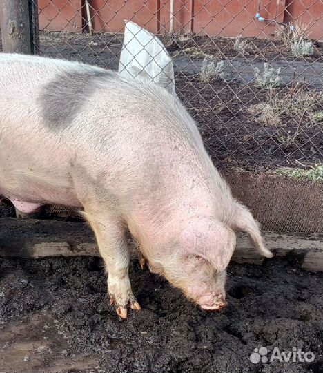 Хряк на племя ландрас-петрен