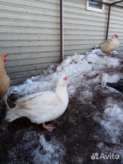 Инкубационное яйцо