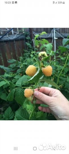 Черная смородина,желтая малина,орех фундук