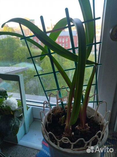 Гипераструм 3 луковицы