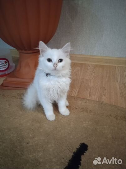 Кошечка в добрые руки