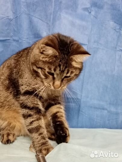 Полосатик ищет дом