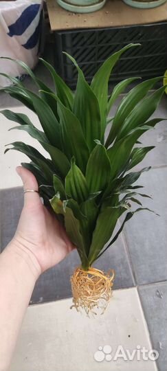 Драцена компакта