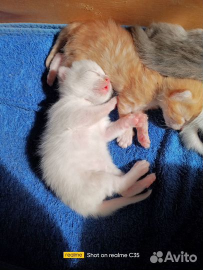 Котята ищут дом