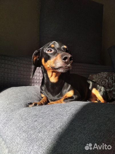 Красавчик такса ищет девочку для случки