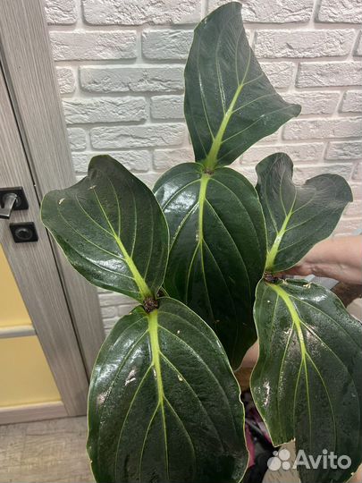 Мединилла Medinilla magnifica