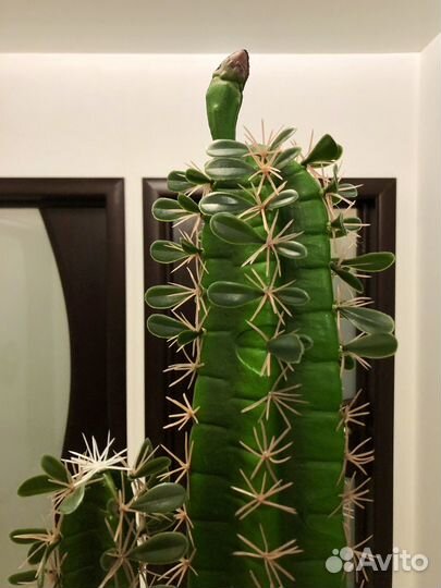 Кактус Новые