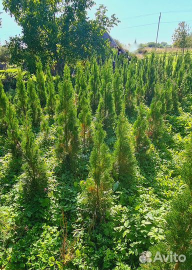 Саженцы туи