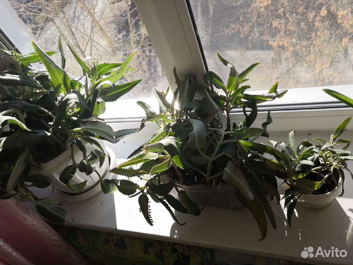 Каланхоэ отдам