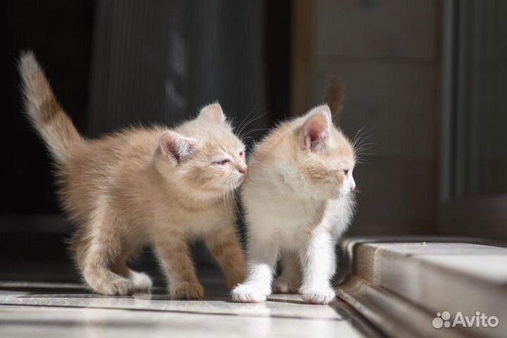 Котенок-мальчик, полтора месяца