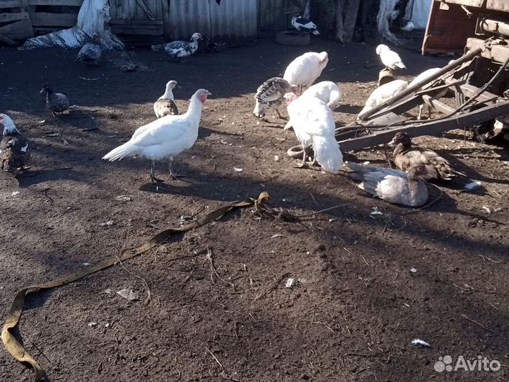 Гусь индюки индоутки