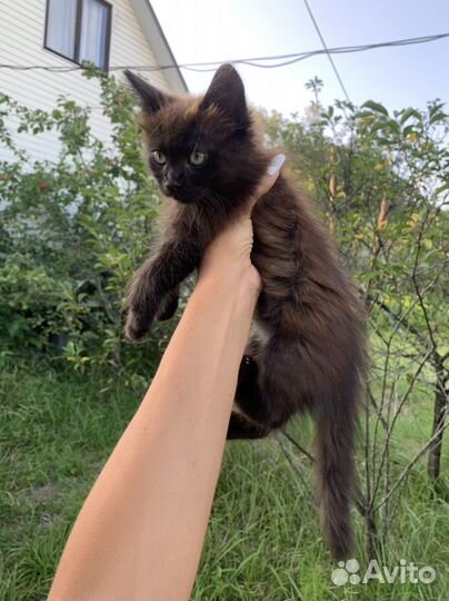 Котенок шоколадка