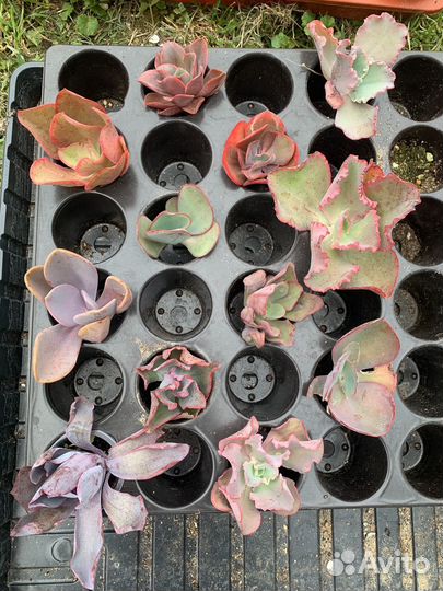 Суккуленты эхеверии