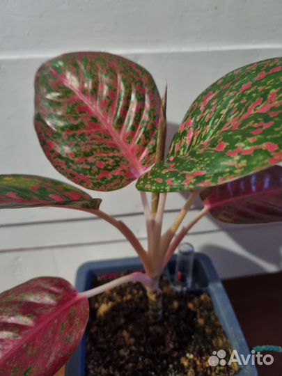 Аглаонема Саб монгол