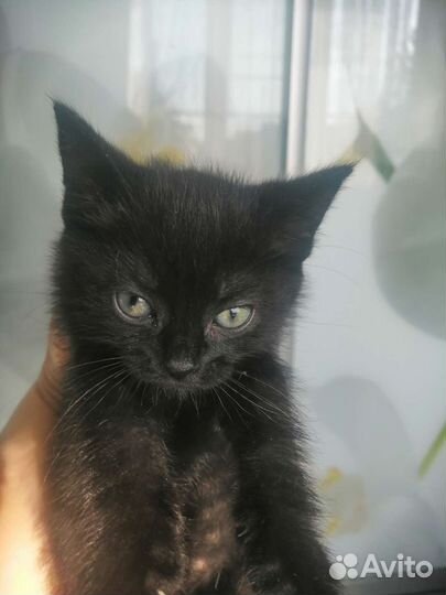 Шотландские котята помесные