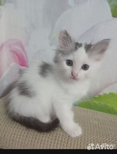 Котёнок