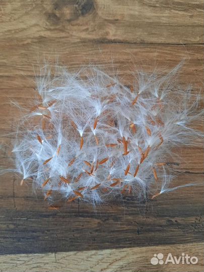 Дипландия (Мандевилла) семена