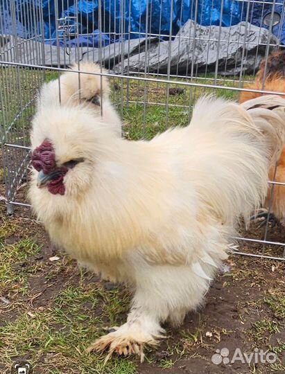 Петух китайский шелковый