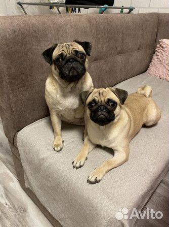 Щенки мопса