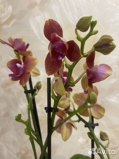 Фаленопсисы сортовые