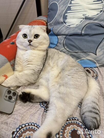 Шотландский вислоухий кот вязка