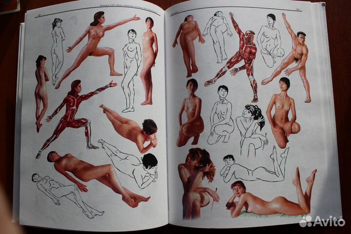 Атлас анатомии человека для художников