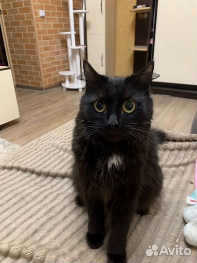 Кошка черная пантера